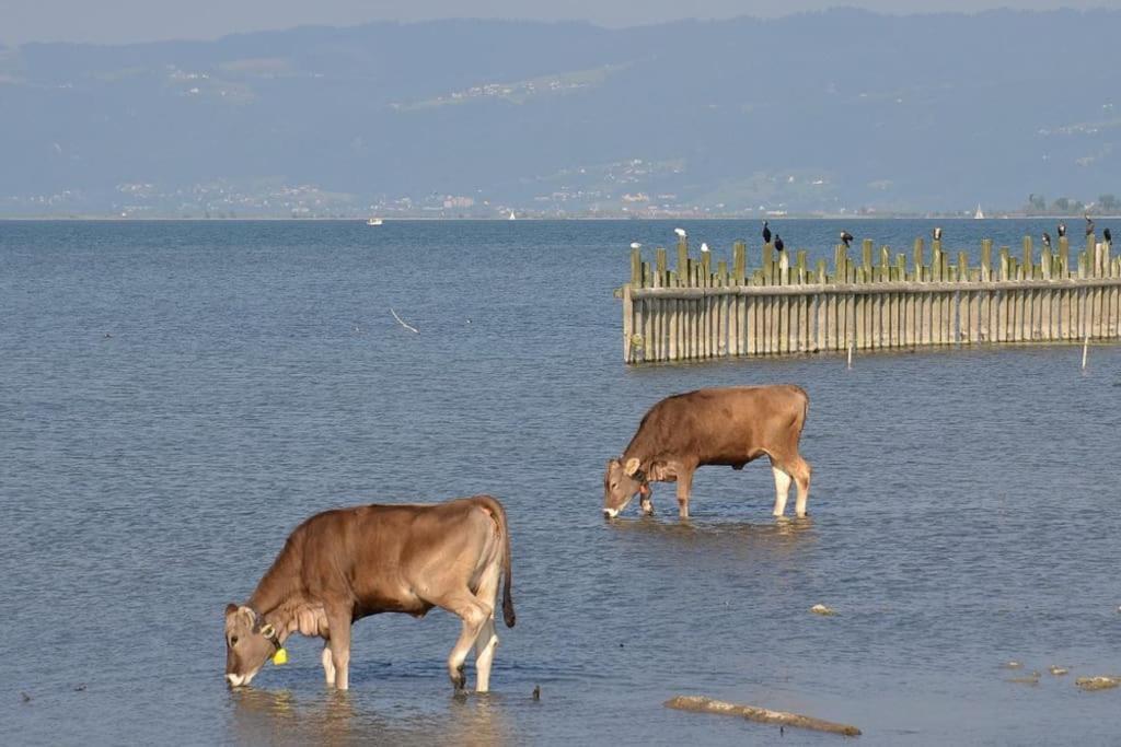 Gaissau  Bodensee Apartments, Sauna, Lake Walks, Free Parking, Self Checkin, Nature Reserve, Restaurants Nearby מראה חיצוני תמונה